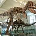 tirannosauro cr museo americano di storia naturale