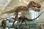 tirannosauro cr museo americano di storia naturale