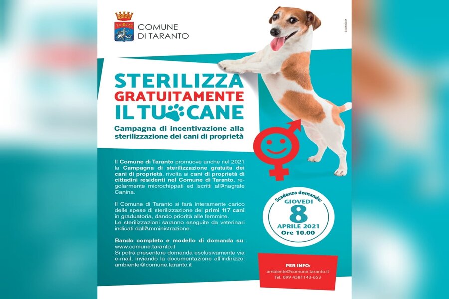 sterilizzare cani.jpg