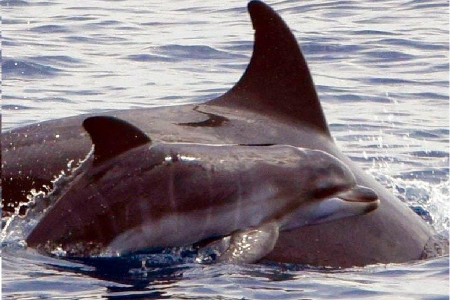 Cucciolo delfino con mamma nel Golfo di Taranto.jpg